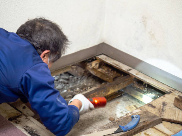 Best Crawl Space Mold Removal  in Woodburn, VA