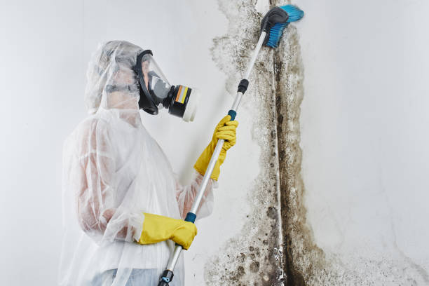 Best Crawl Space Mold Removal  in Woodburn, VA
