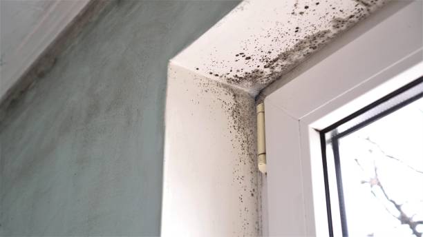 Best Mold Removal Company Near Me  in Woodburn, VA