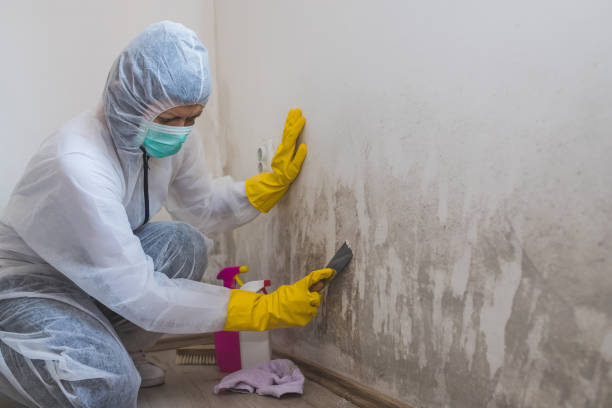 Best Mold Testing  in Woodburn, VA