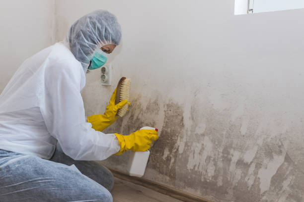 Best Same-Day Mold Removal  in Woodburn, VA