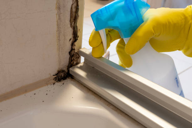 Best Mold Remediation Experts  in Woodburn, VA