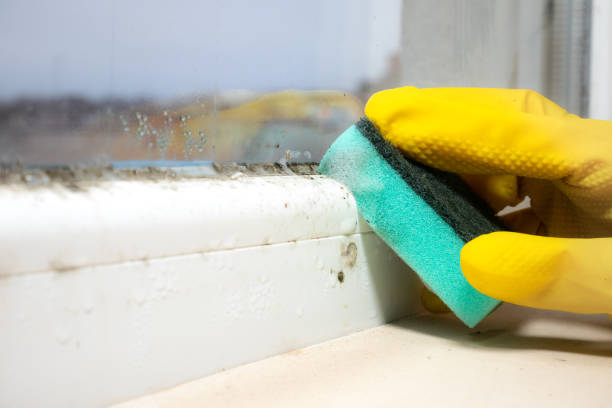 Best Mold Removal Near Me  in Woodburn, VA