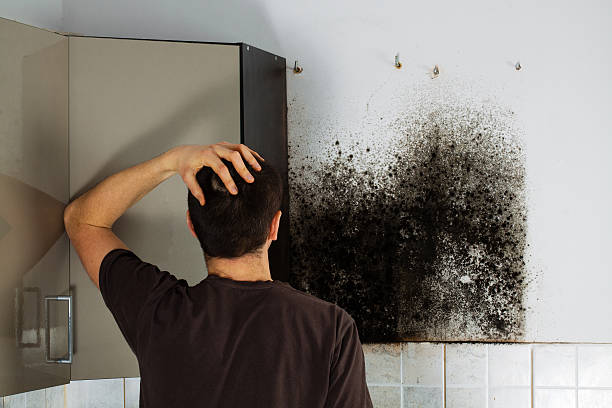 Mold Removal and Inspection in Woodburn, VA