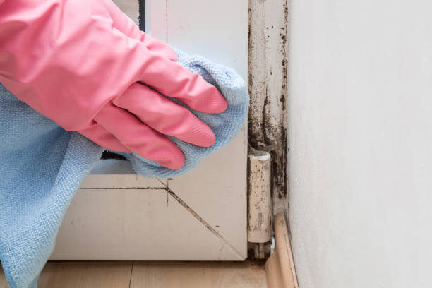 Crawl Space Mold Removal in Woodburn, VA