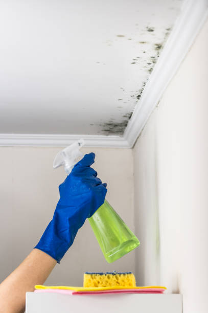 Reliable Woodburn, VA Mold Removal Solutions